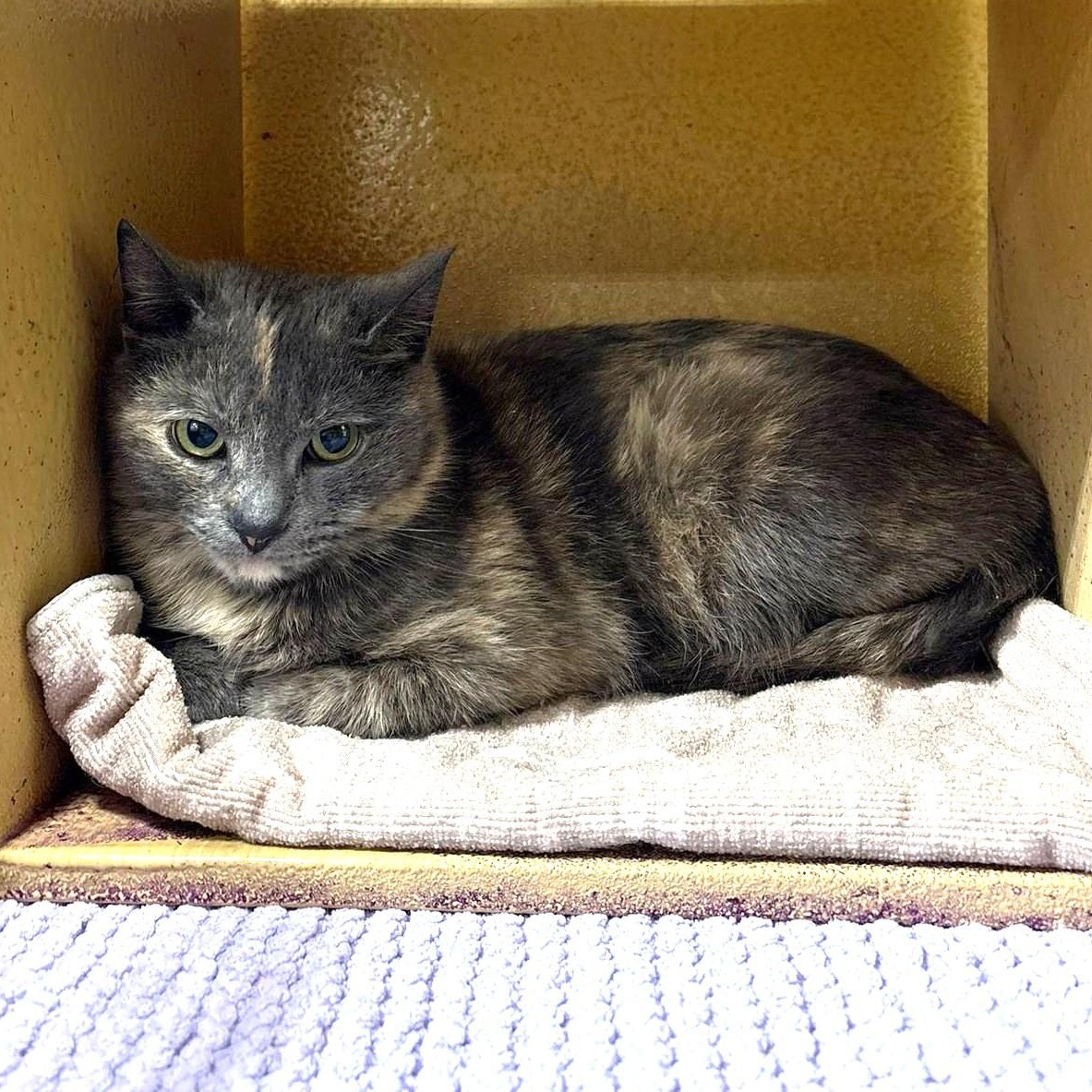 Enlarge Angel, a ADOPTABLE Domestic Short Hair in Richmond Hill, ON image 2/5