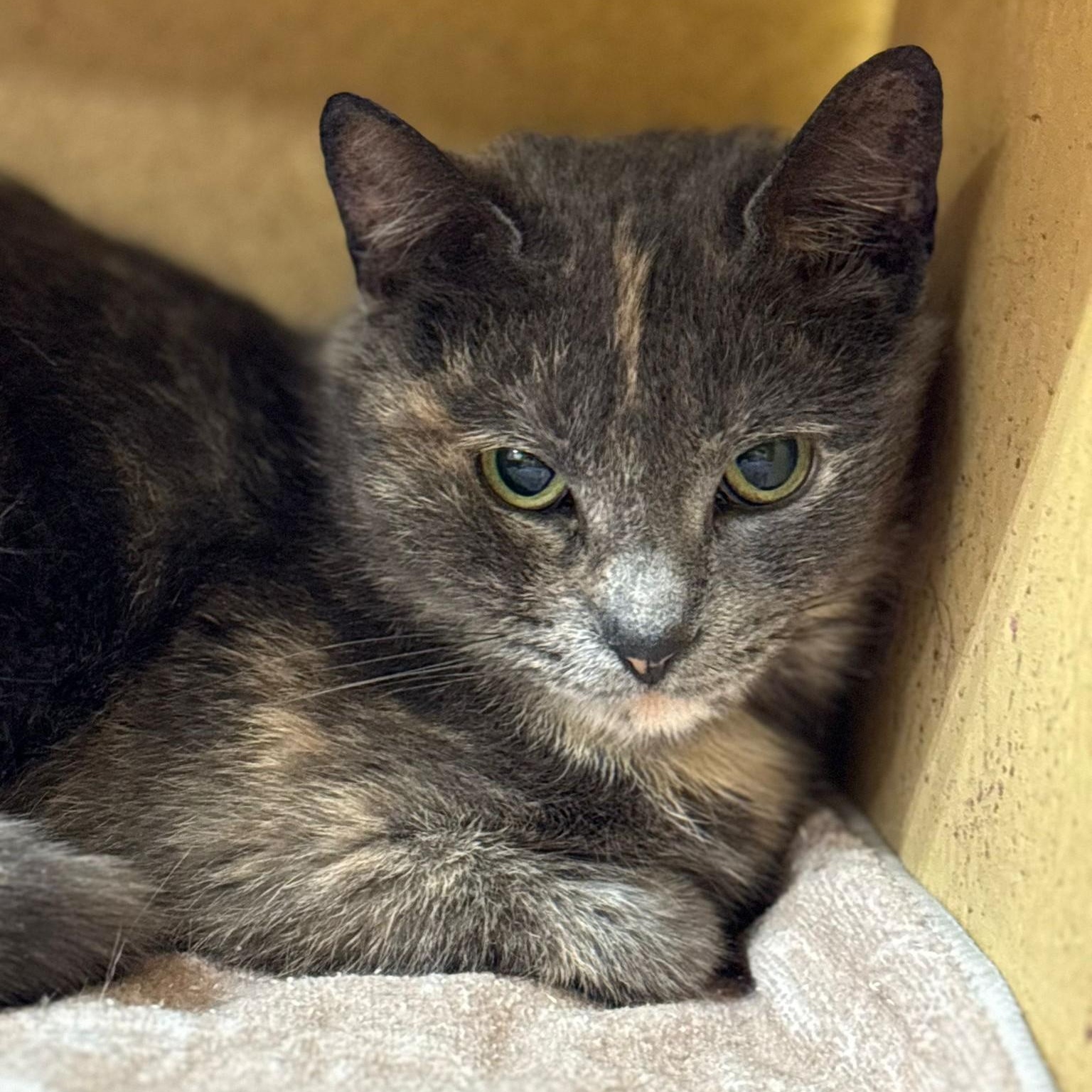 Angel, ADOPTABLE, Young Female Domestic Short Hair.