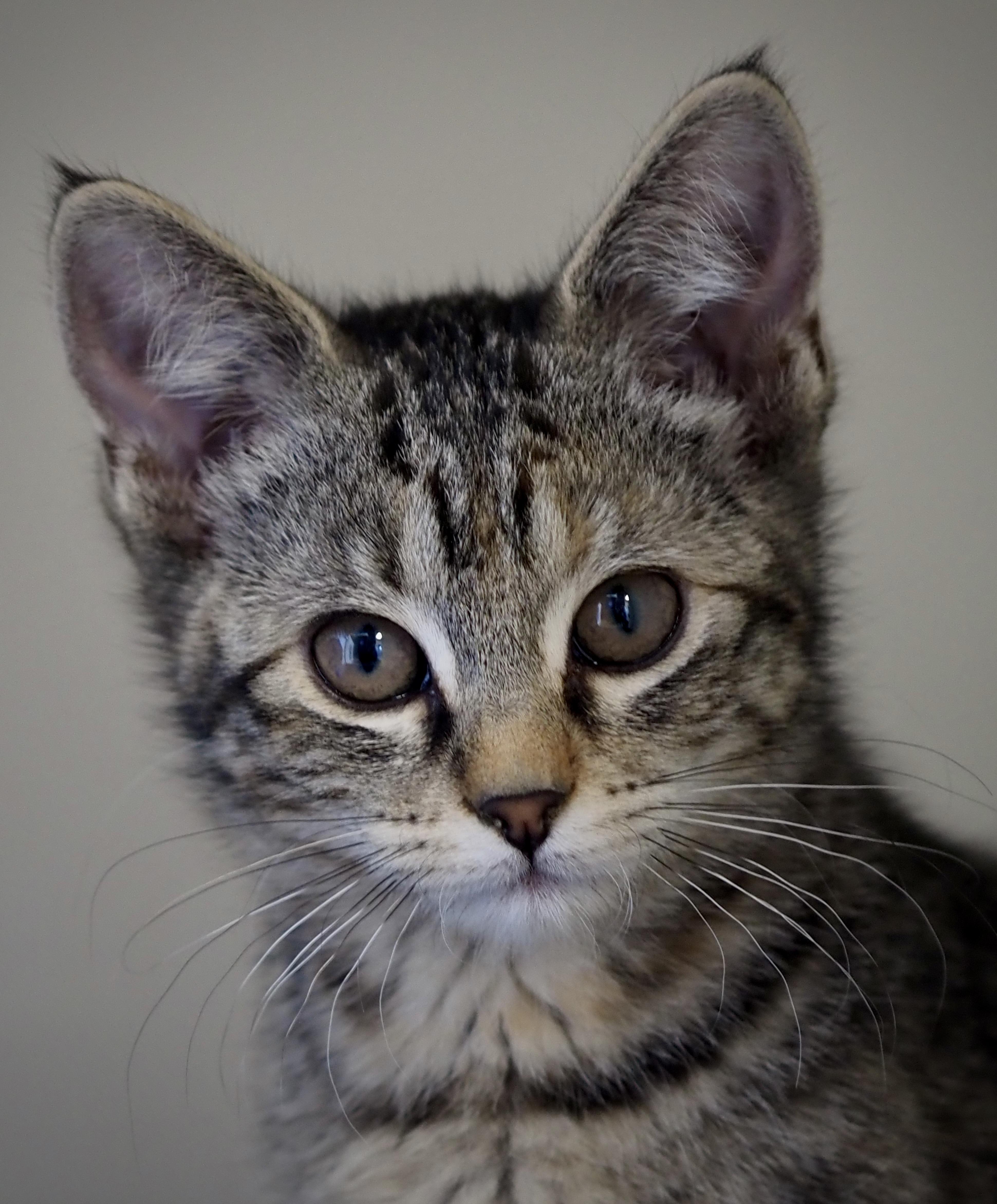 Enlarge Garmin, an adopted Domestic Short Hair in Buena Vista, CO image 3/4