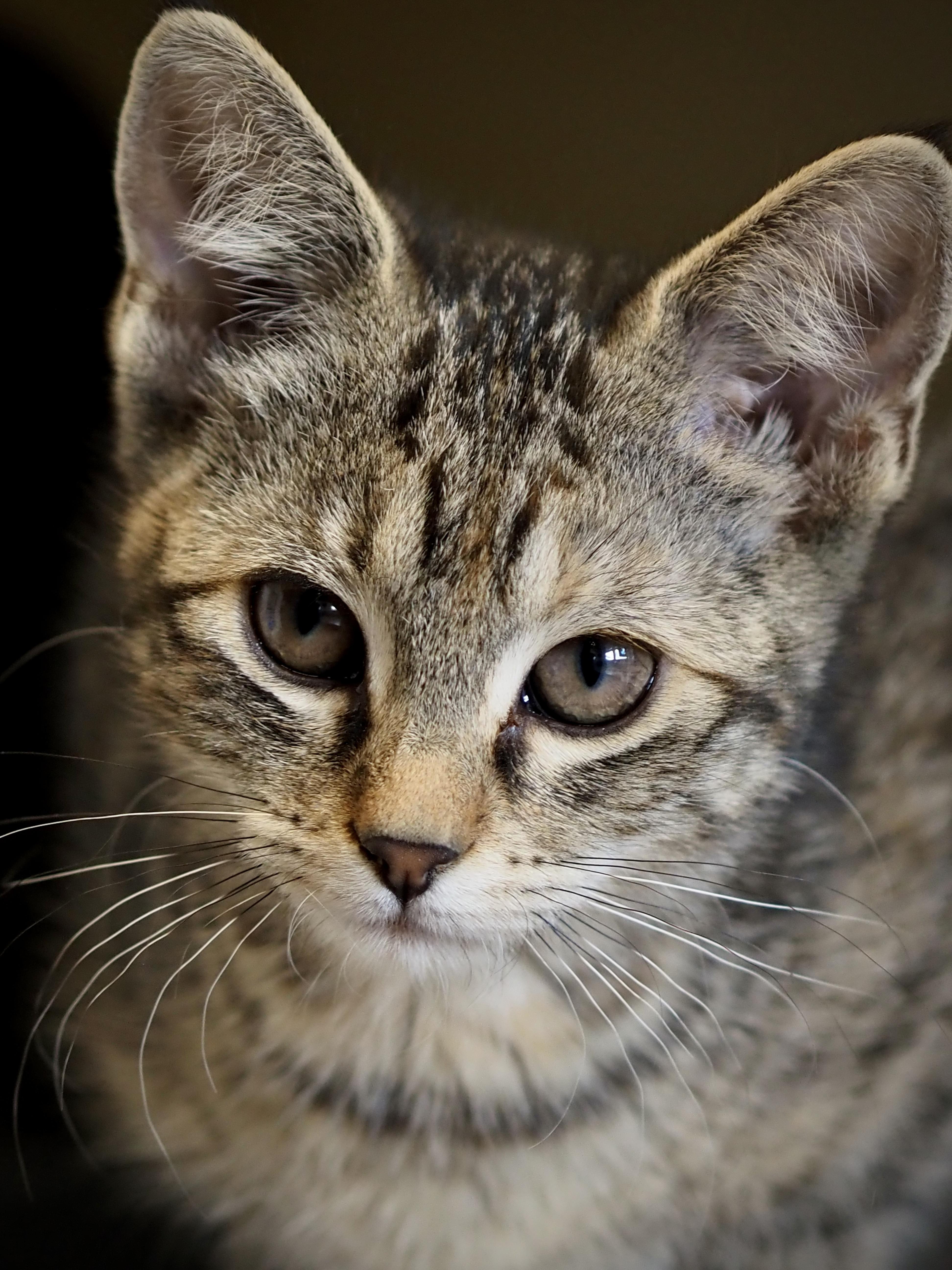 Garmin, ADOPTABLE, Young Female Domestic Short Hair.