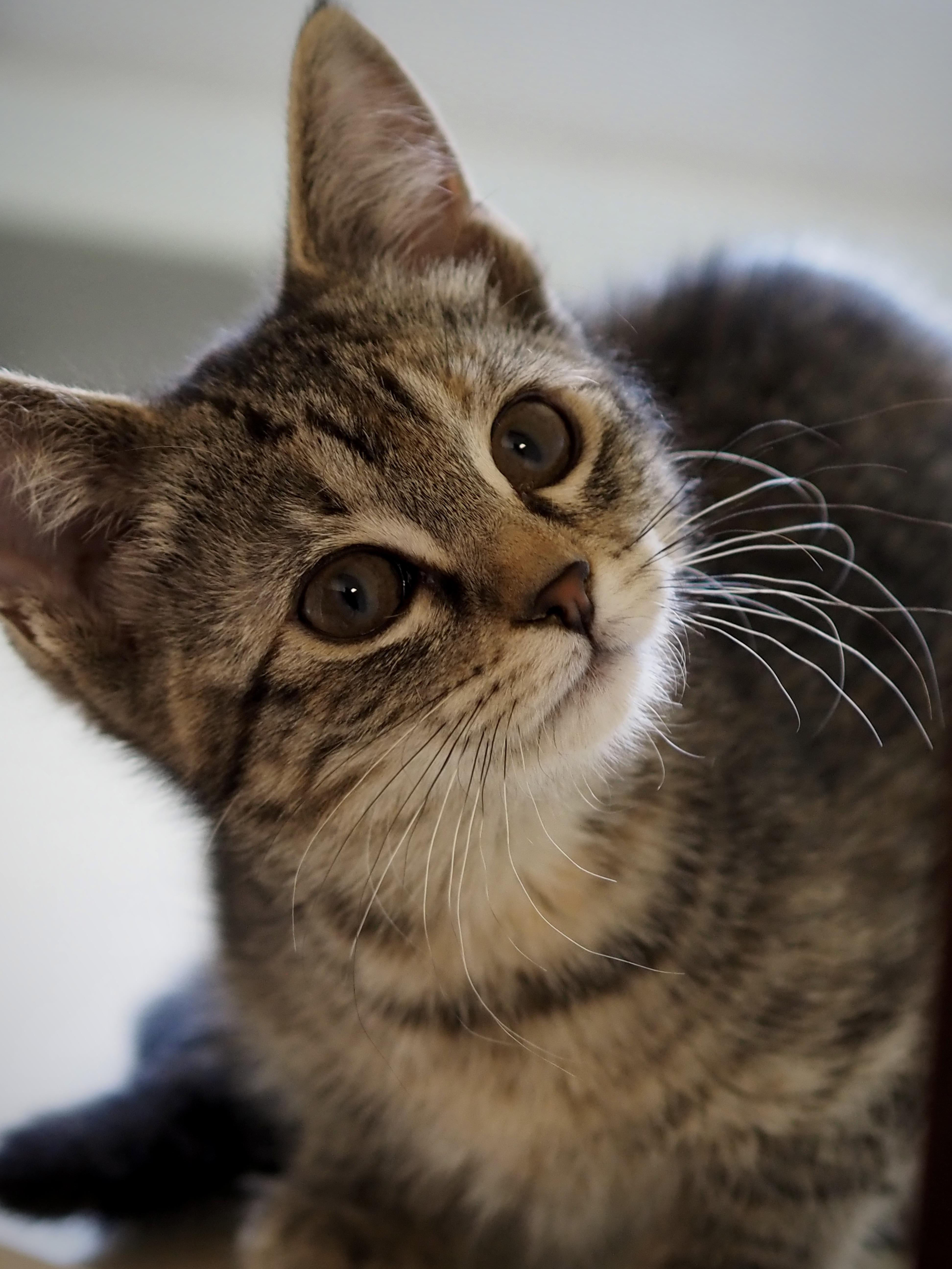 Enlarge Garmin, an adopted Domestic Short Hair in Buena Vista, CO image 2/4