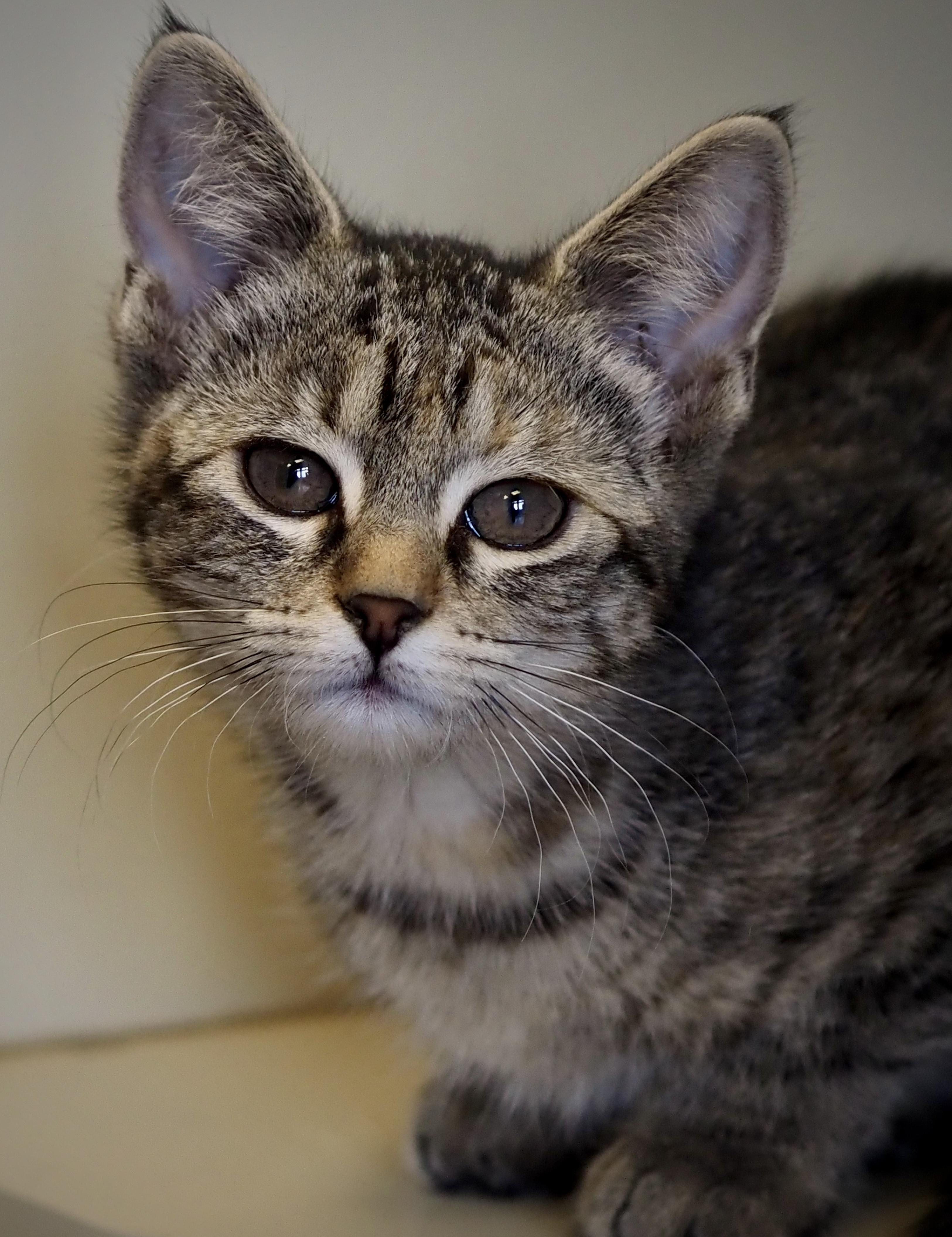 Enlarge Garmin, an adopted Domestic Short Hair in Buena Vista, CO image 4/4