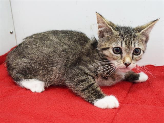 CARRIE, Adoptable, Kitten Female Domestic Short Hair.