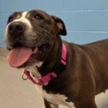 Enlarge Onyx, a ADOPTABLE mixed breed in Hilliard, OH image 1/2