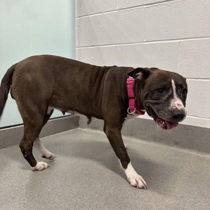 Enlarge Onyx, a ADOPTABLE mixed breed in Hilliard, OH image 2/2