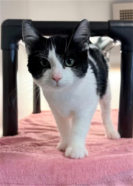 ZENDAYA, Adoptable, Kitten Female Domestic Short Hair.