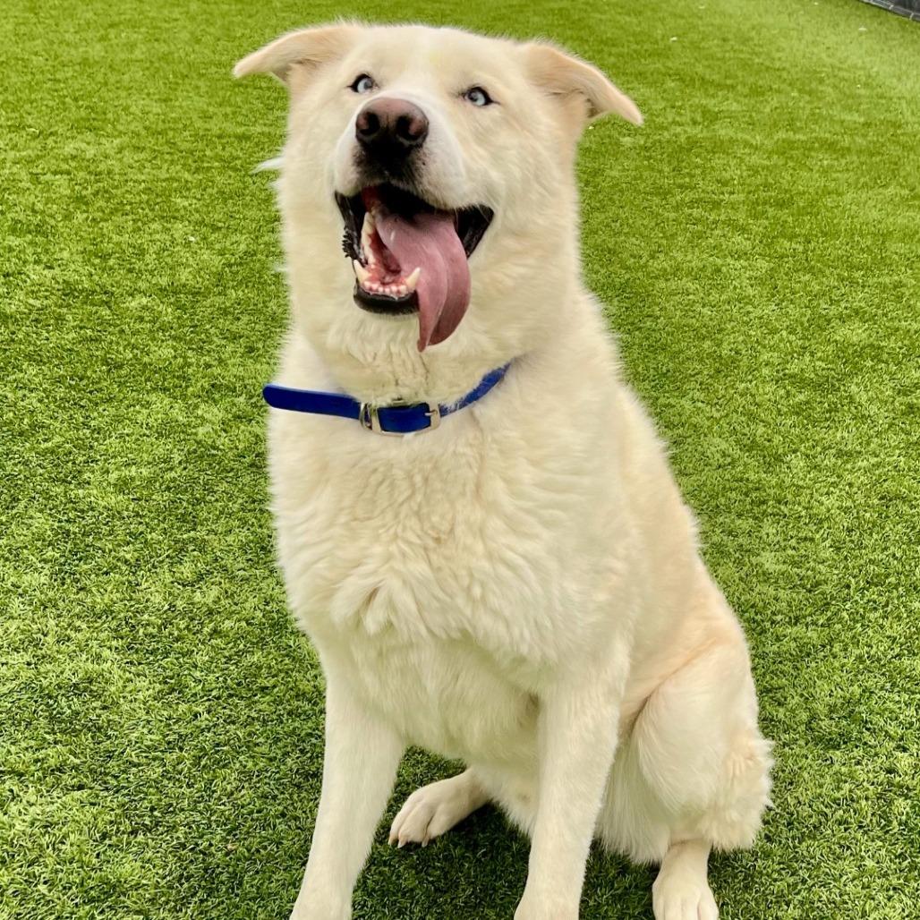 Bear, Adoptable, Adult Male Great Pyrenees & Husky.
