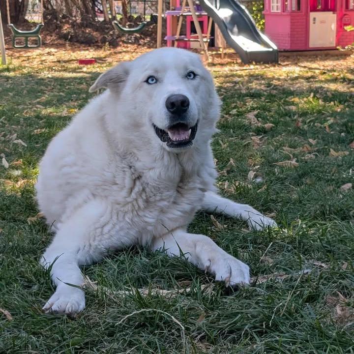 Bear, Adoptable, Adult Male Great Pyrenees & Husky.