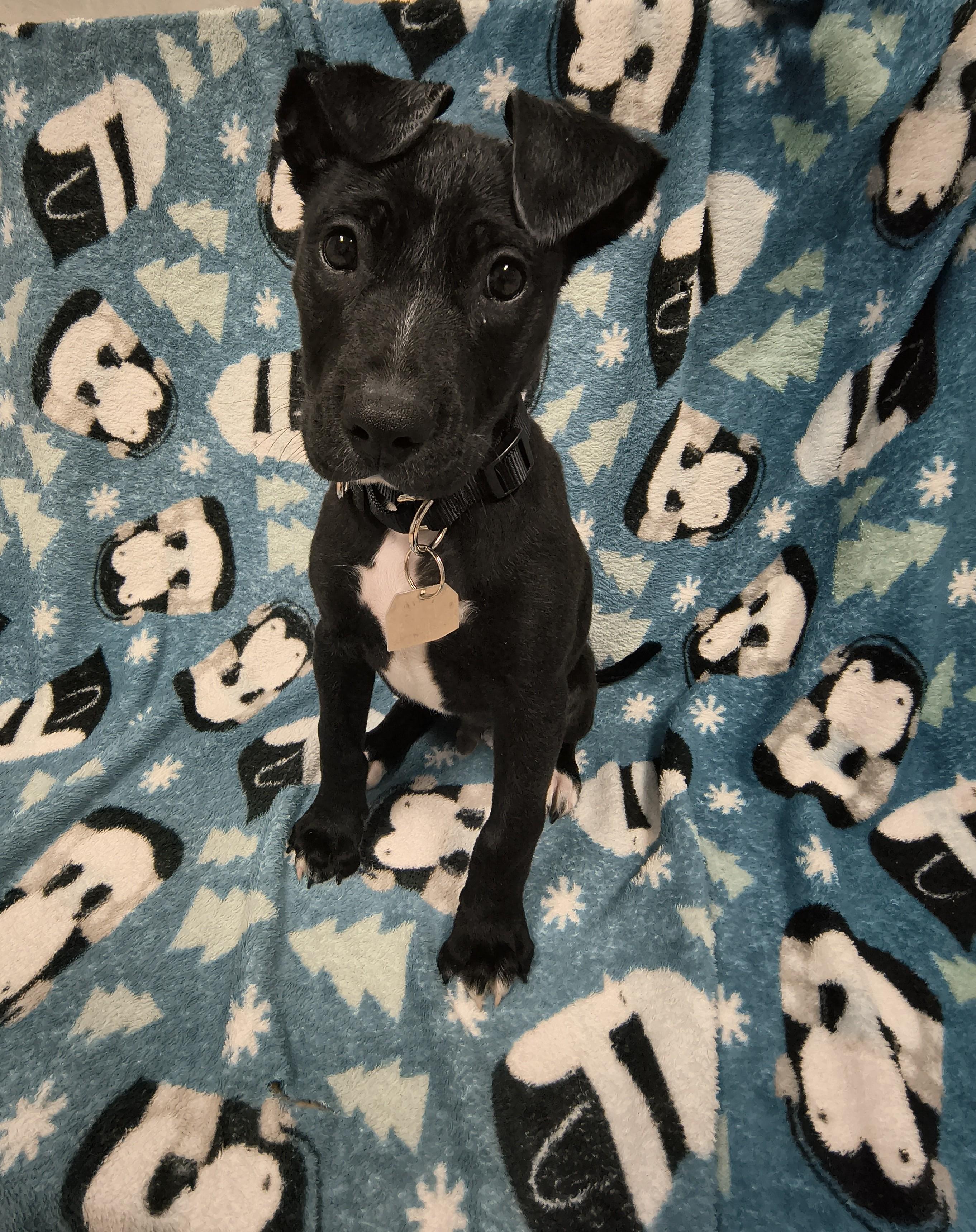 Spud, adopted, Young Male Mixed Breed.