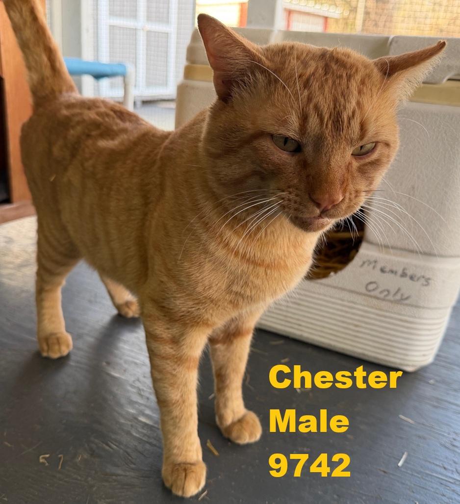 Enlarge Chester, an adopted American Shorthair in Weatherford, TX image 1/3