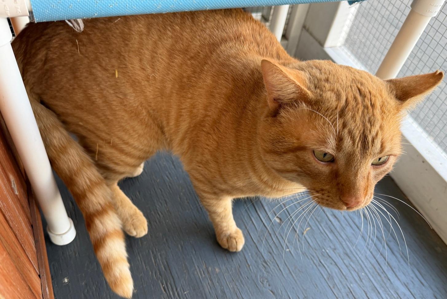 Enlarge Chester, an adopted American Shorthair in Weatherford, TX image 3/3