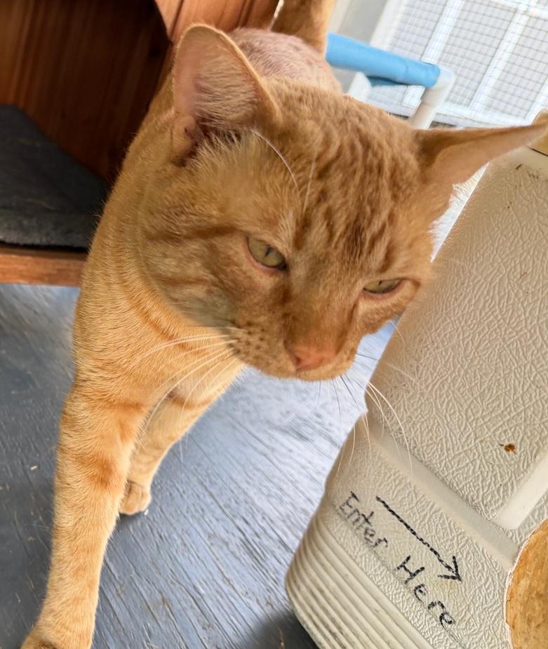 Enlarge Chester, an adopted American Shorthair in Weatherford, TX image 2/3