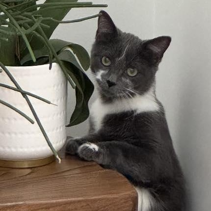 Enlarge Daisy, an adoptable Domestic Short Hair in Sterling Heights, MI image 1/5