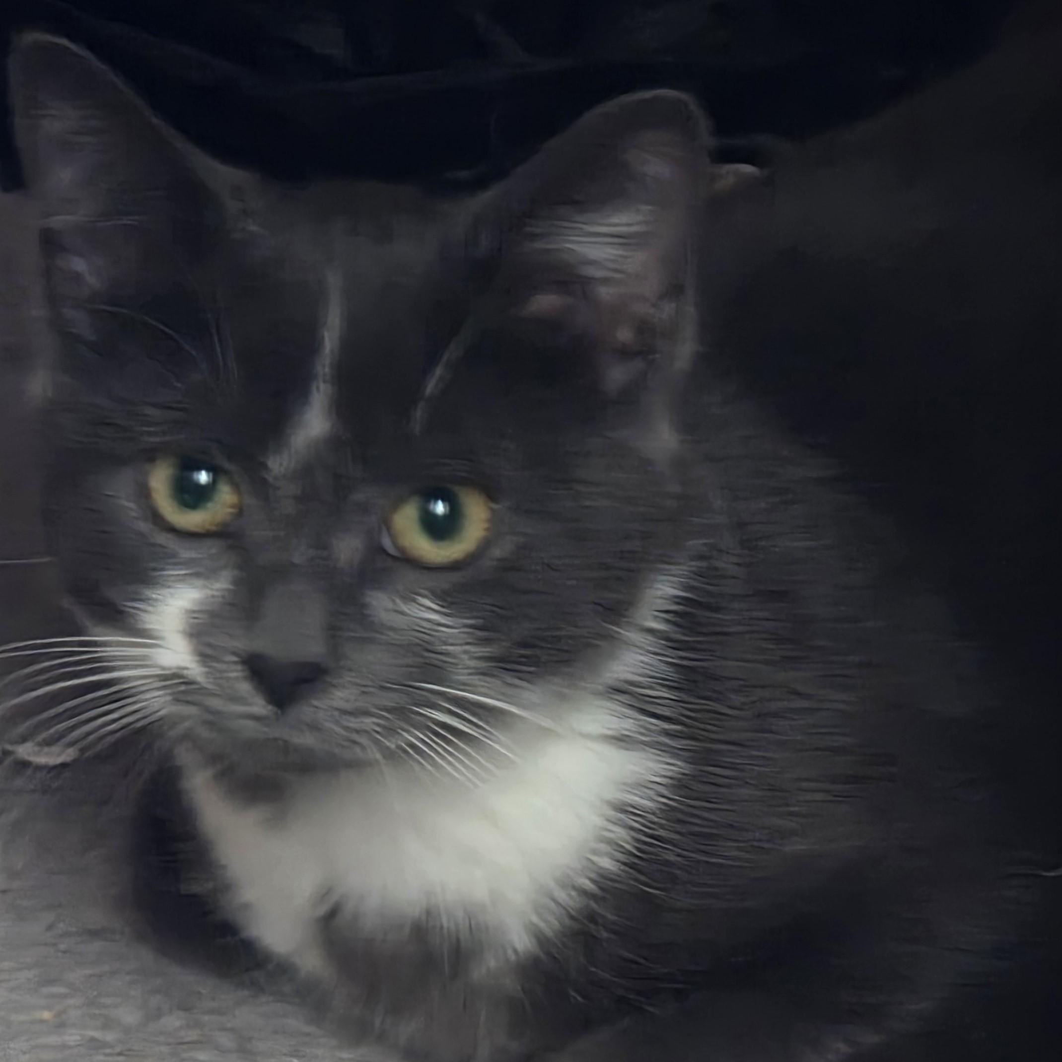 Enlarge Daisy, an adoptable Domestic Short Hair in Sterling Heights, MI image 3/5