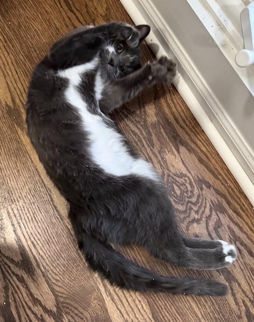 Enlarge Daisy, an adoptable Domestic Short Hair in Sterling Heights, MI image 2/5