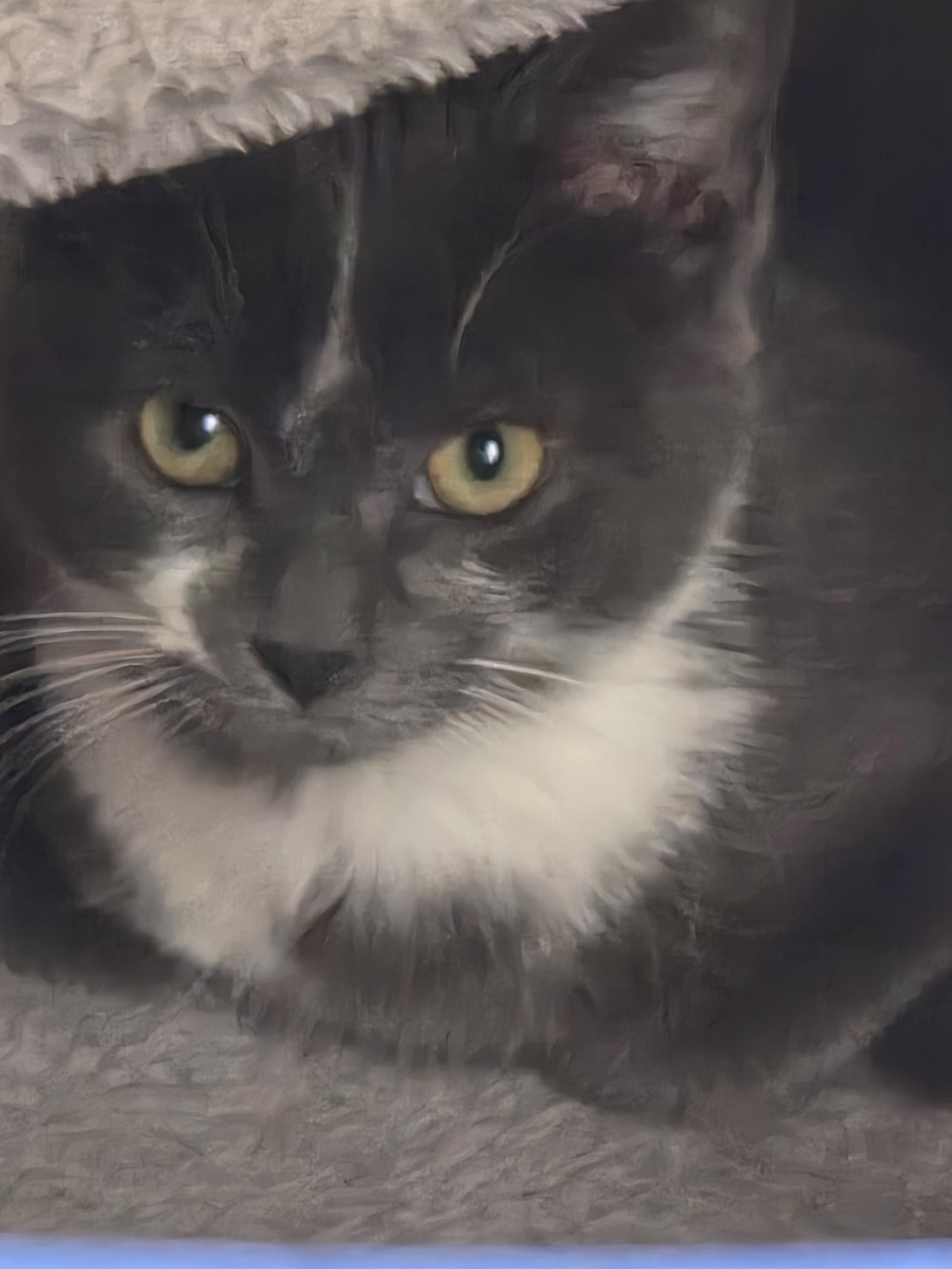 Enlarge Daisy, a Adoptable Domestic Short Hair in Sterling Heights, MI image 2/2