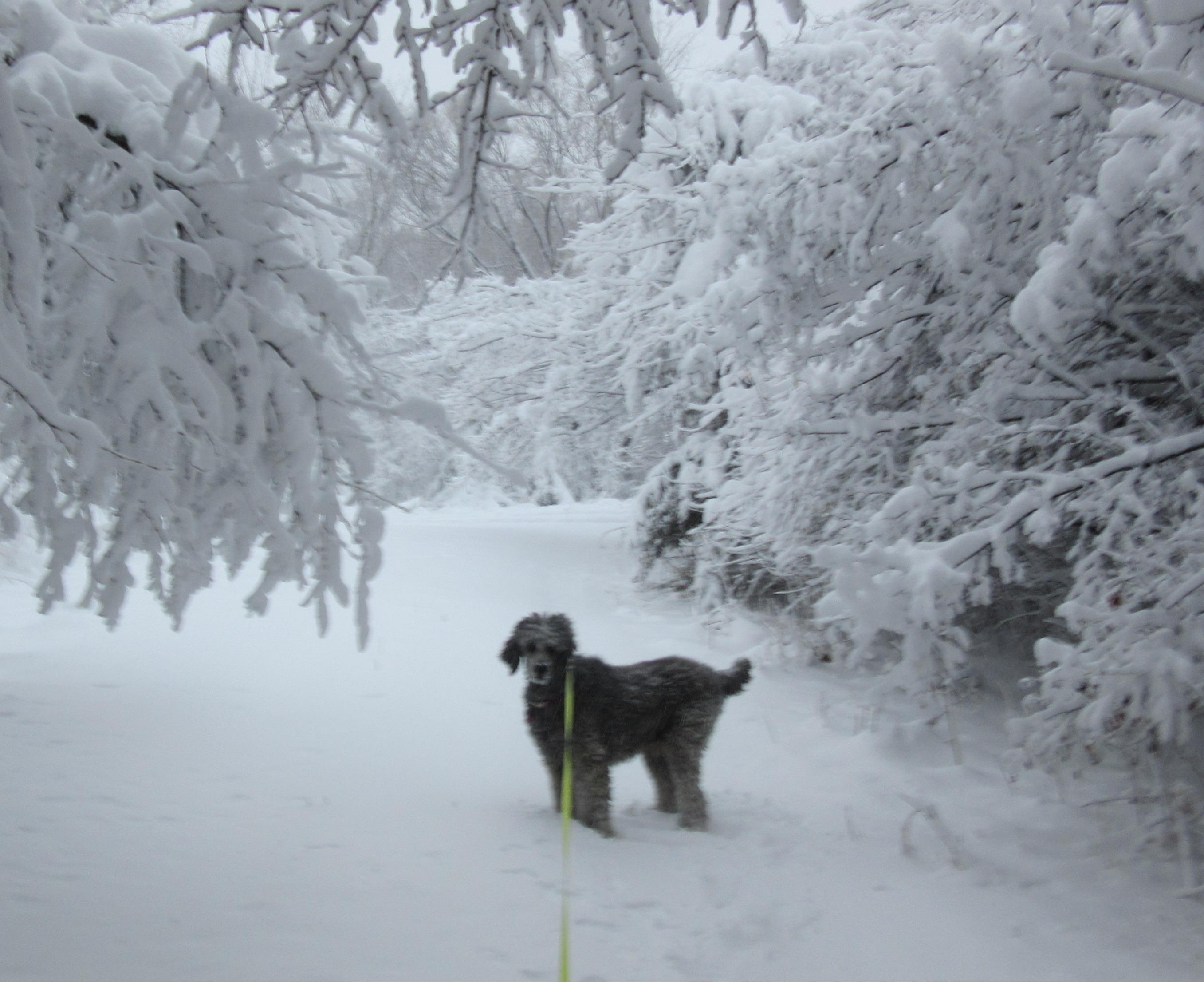 Enlarge Mikey, an adopted Standard Poodle in River Falls, WI image 3/6
