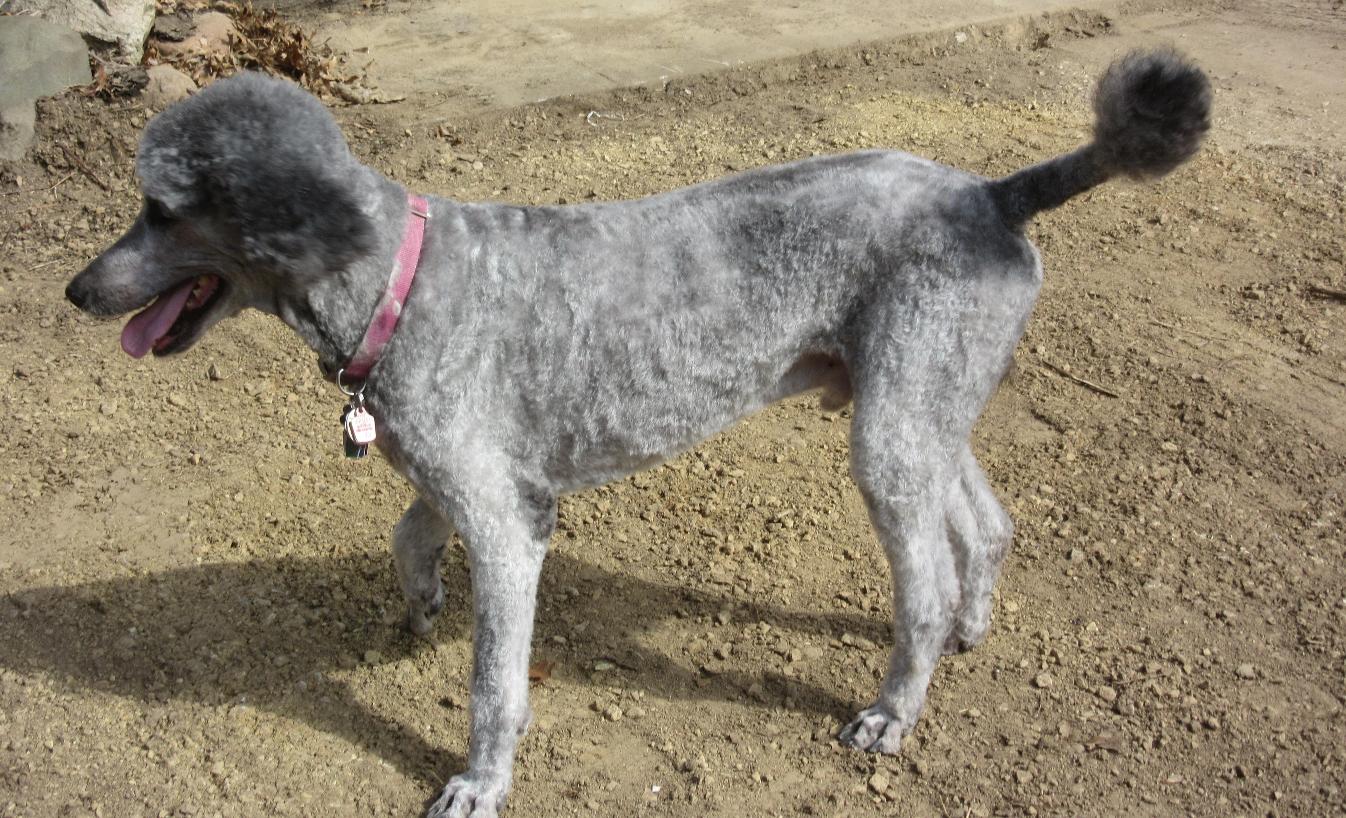 Enlarge Mikey, an adopted Standard Poodle in River Falls, WI image 5/6