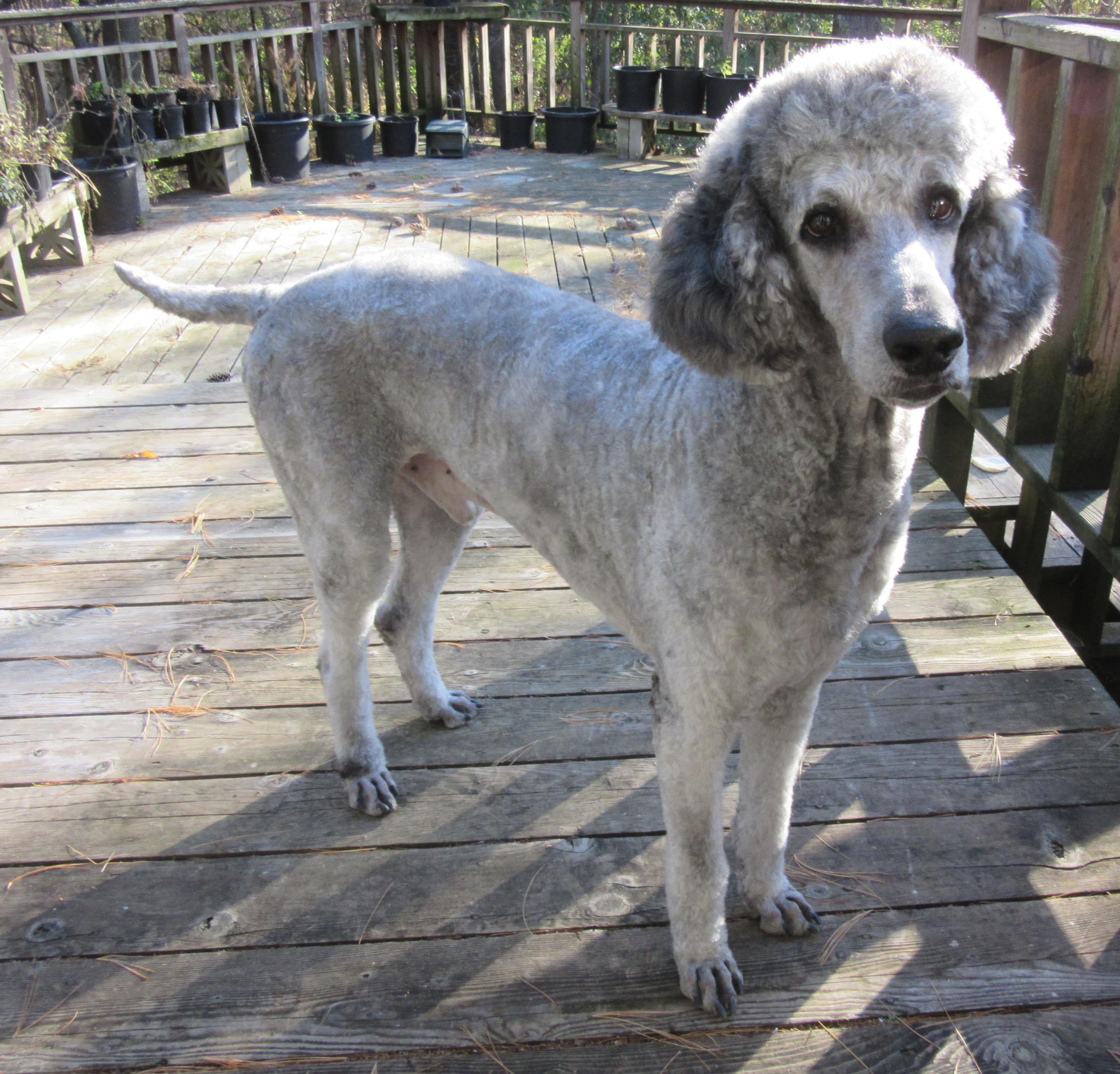 Enlarge Mikey, an adopted Standard Poodle in River Falls, WI image 4/6