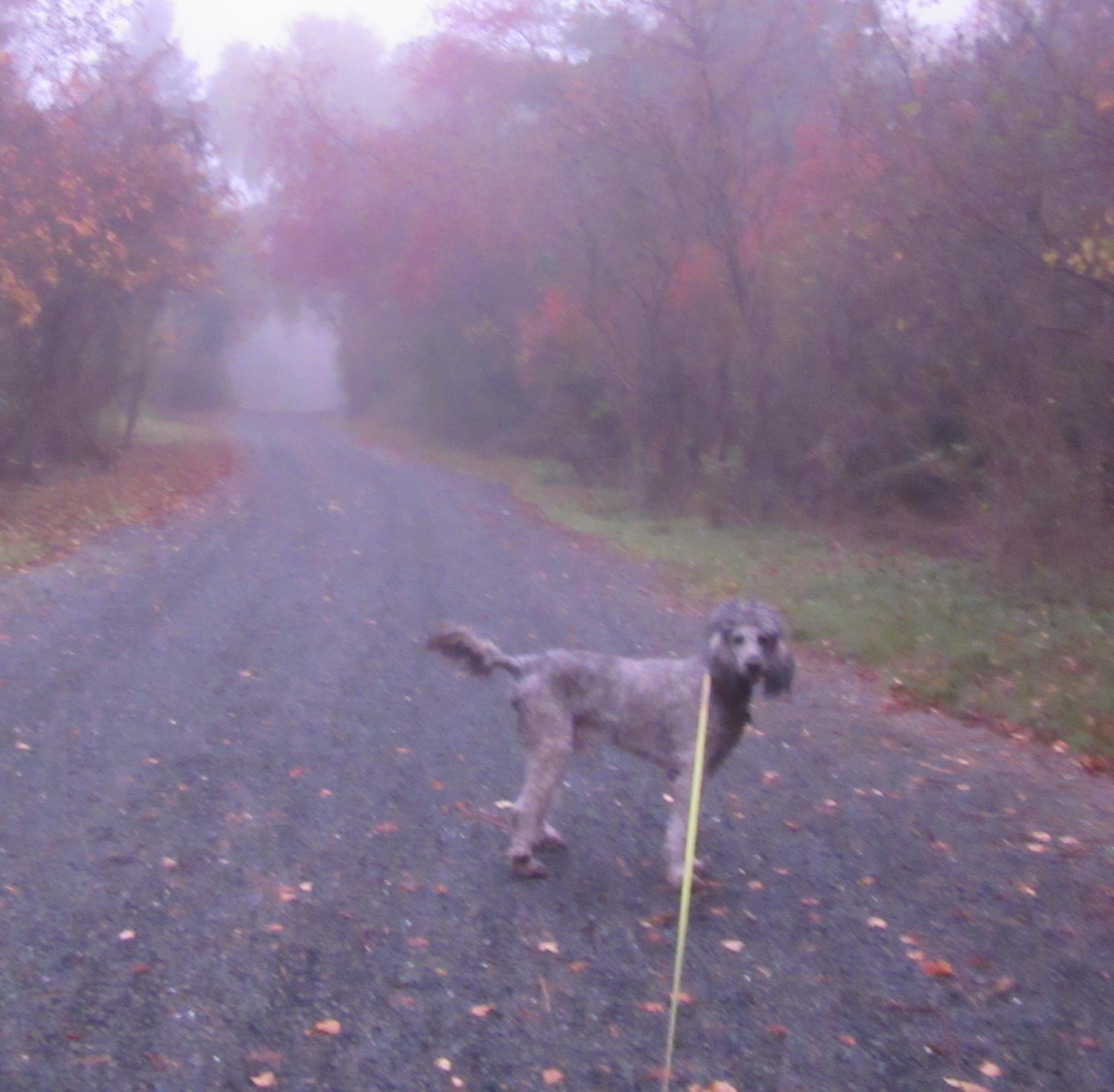 Enlarge Mikey, an adopted Standard Poodle in River Falls, WI image 6/6