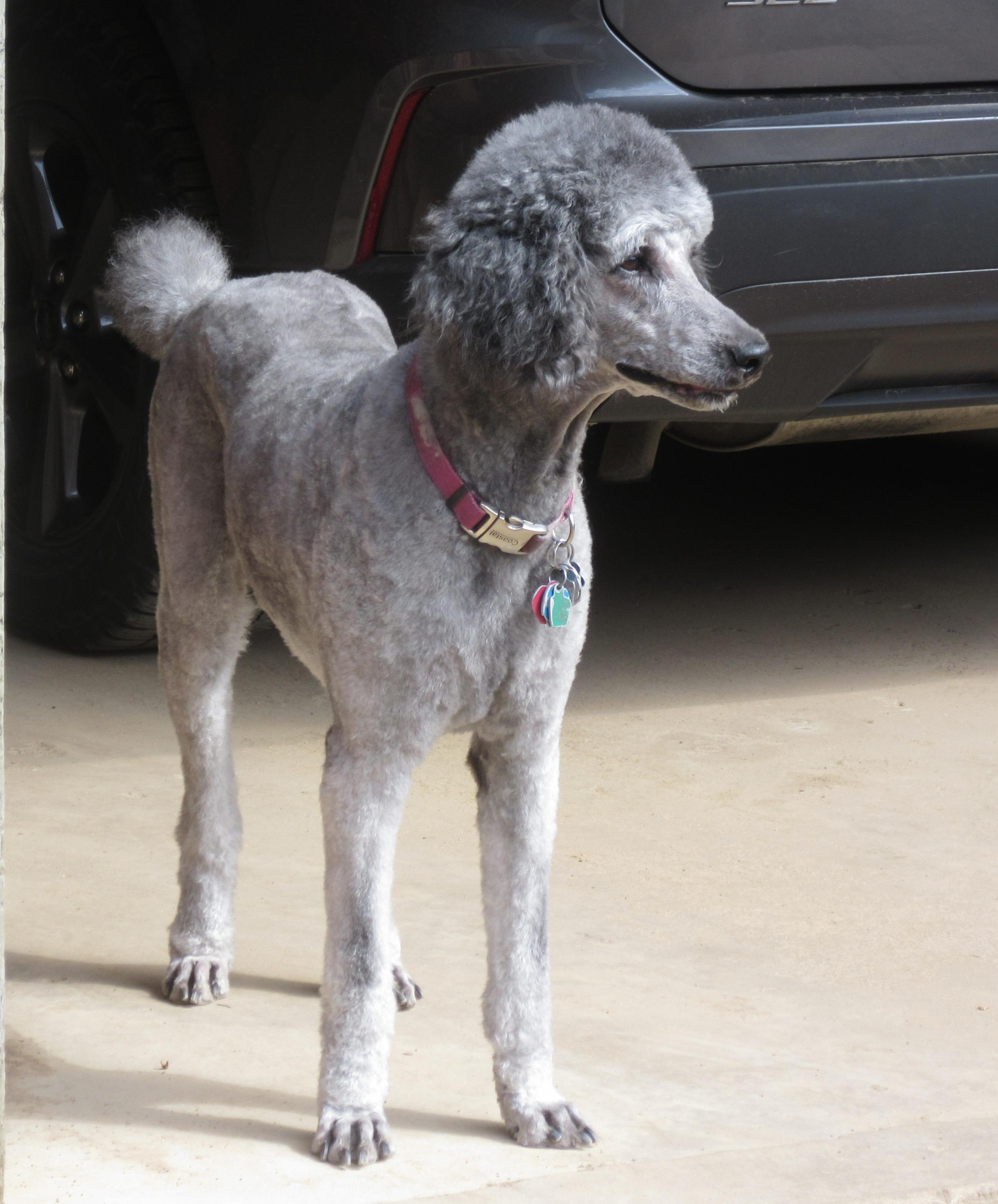 Mikey, adopted, Adult Male Standard Poodle.