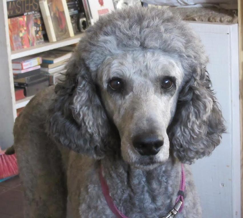 Enlarge Mikey, an adopted Standard Poodle in River Falls, WI image 2/6