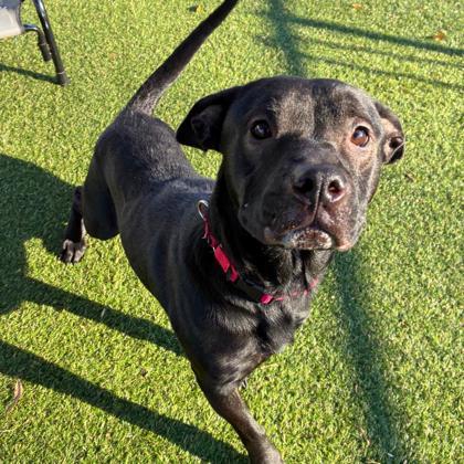 Buddy, Adoptable, Adult Male Terrier & Mixed Breed.