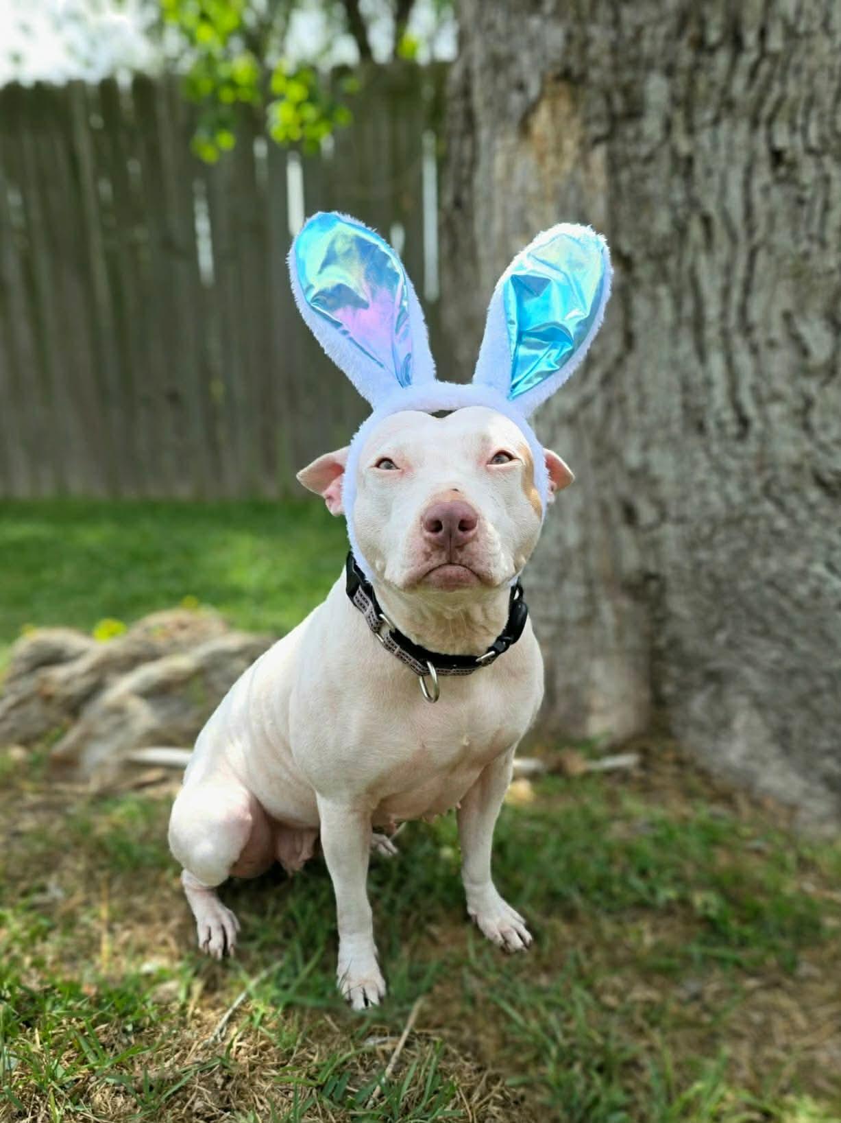 Enlarge Lulu, a Adoptable mixed breed in Darien, IL image 2/6