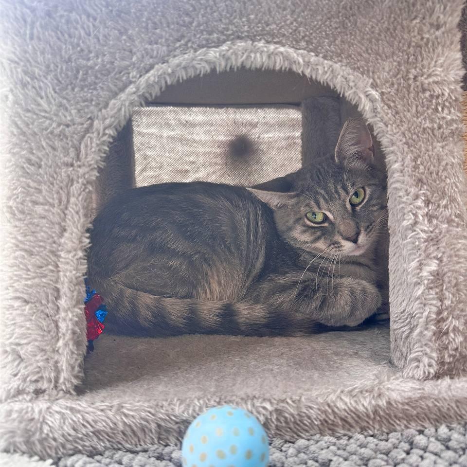 Enlarge Ziggy, a Adoptable Domestic Short Hair in Wantagh, NY image 1/2