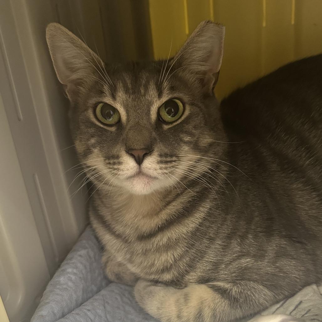 Enlarge Ziggy, a Adoptable Domestic Short Hair in Wantagh, NY image 2/2