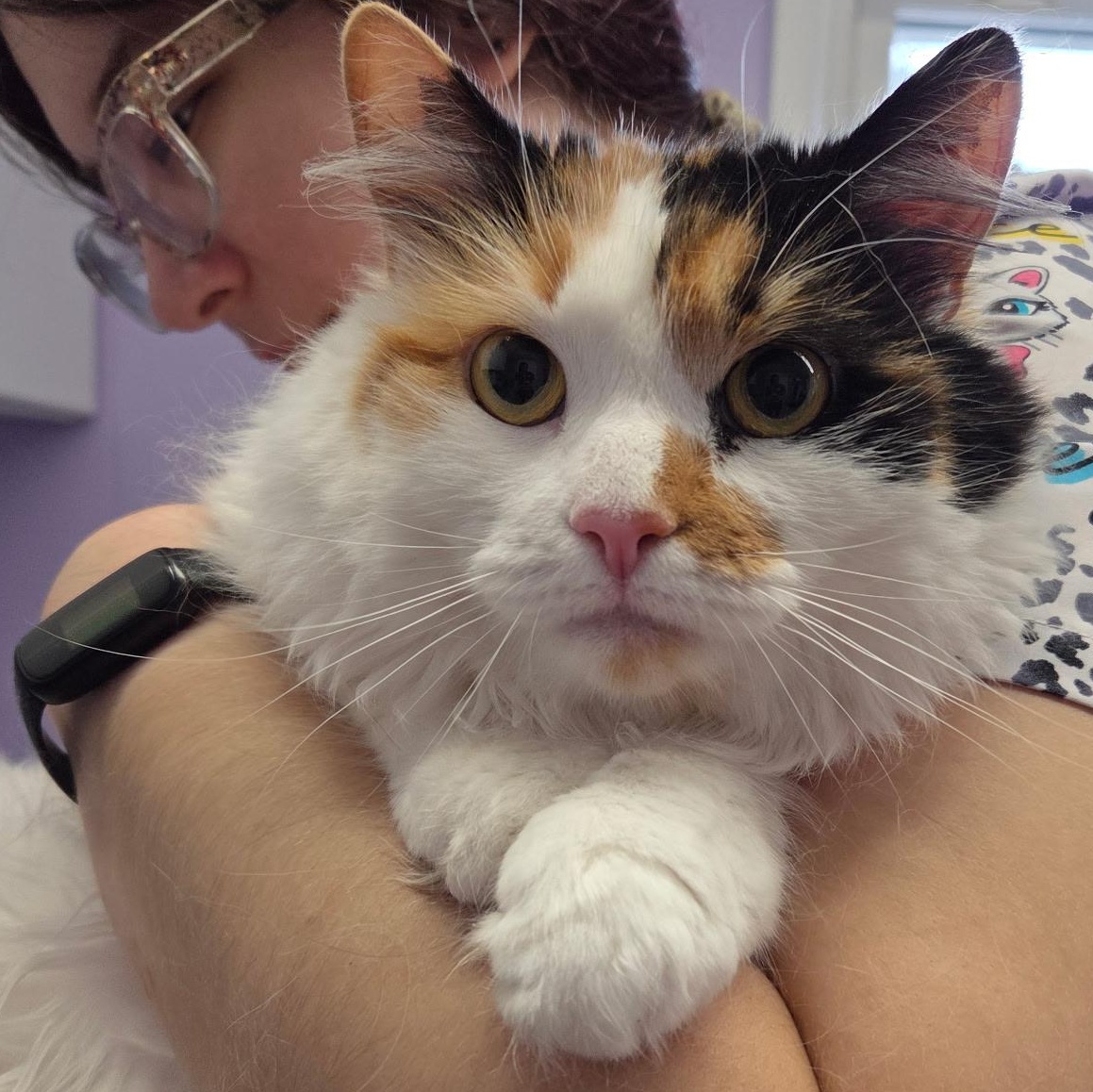 Enlarge Patches, an adopted Domestic Long Hair in Warwick, RI image 1/1
