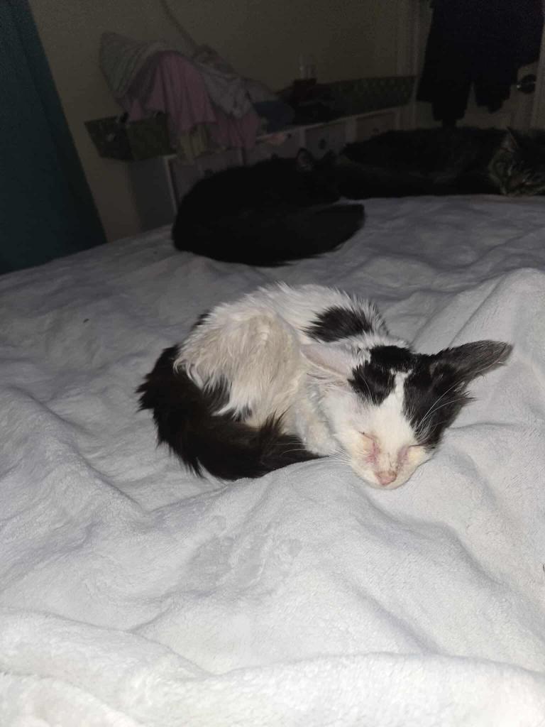 Waffles, a Adoptable mixed breed in Ada, OK image 1/2