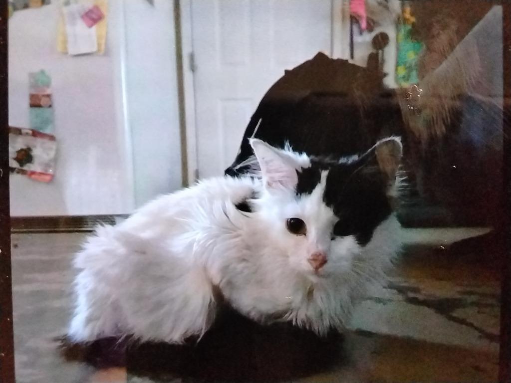 Waffles, a Adoptable mixed breed in Ada, OK image 2/2