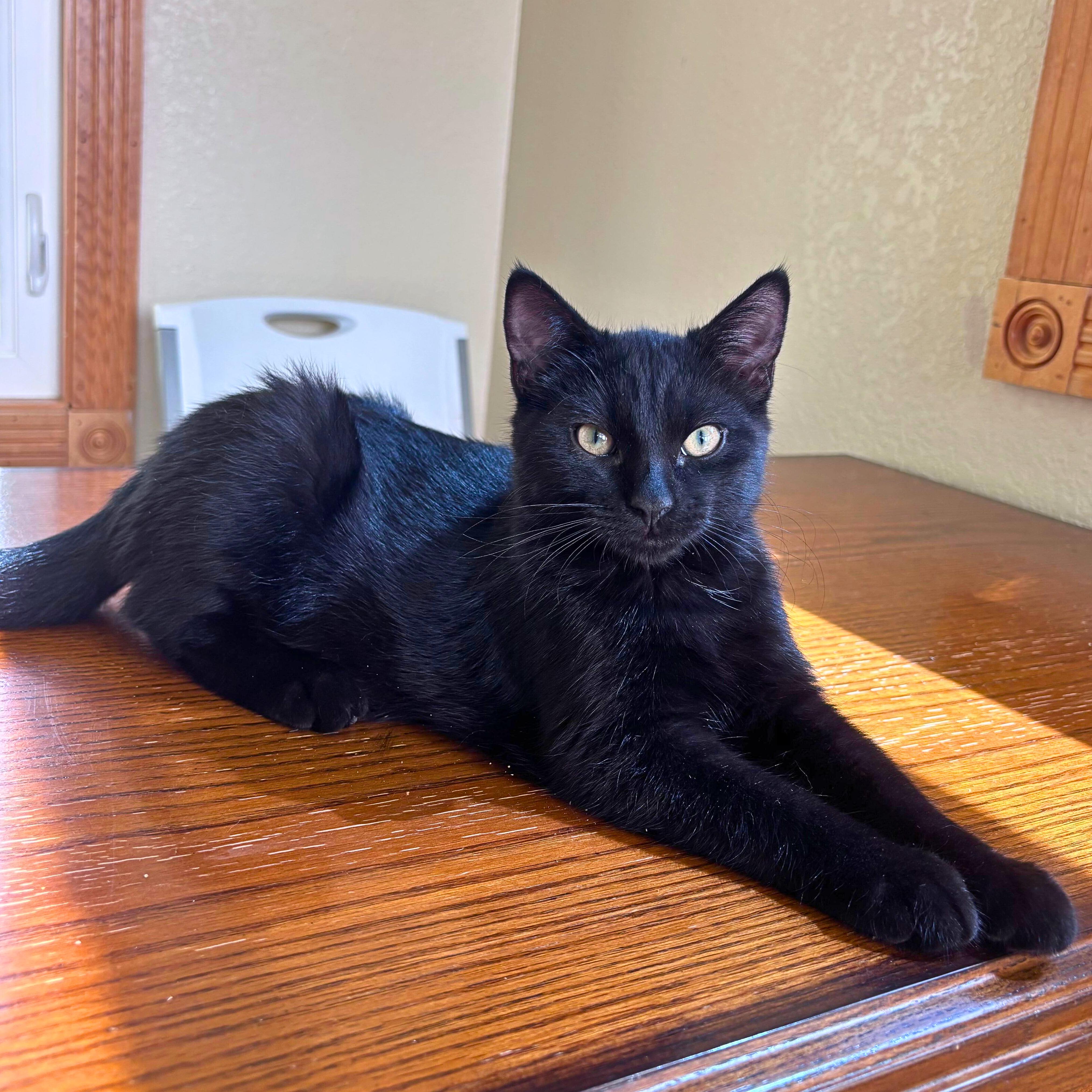 Eric, an adopted Domestic Short Hair in Ridgway, CO image 1/5