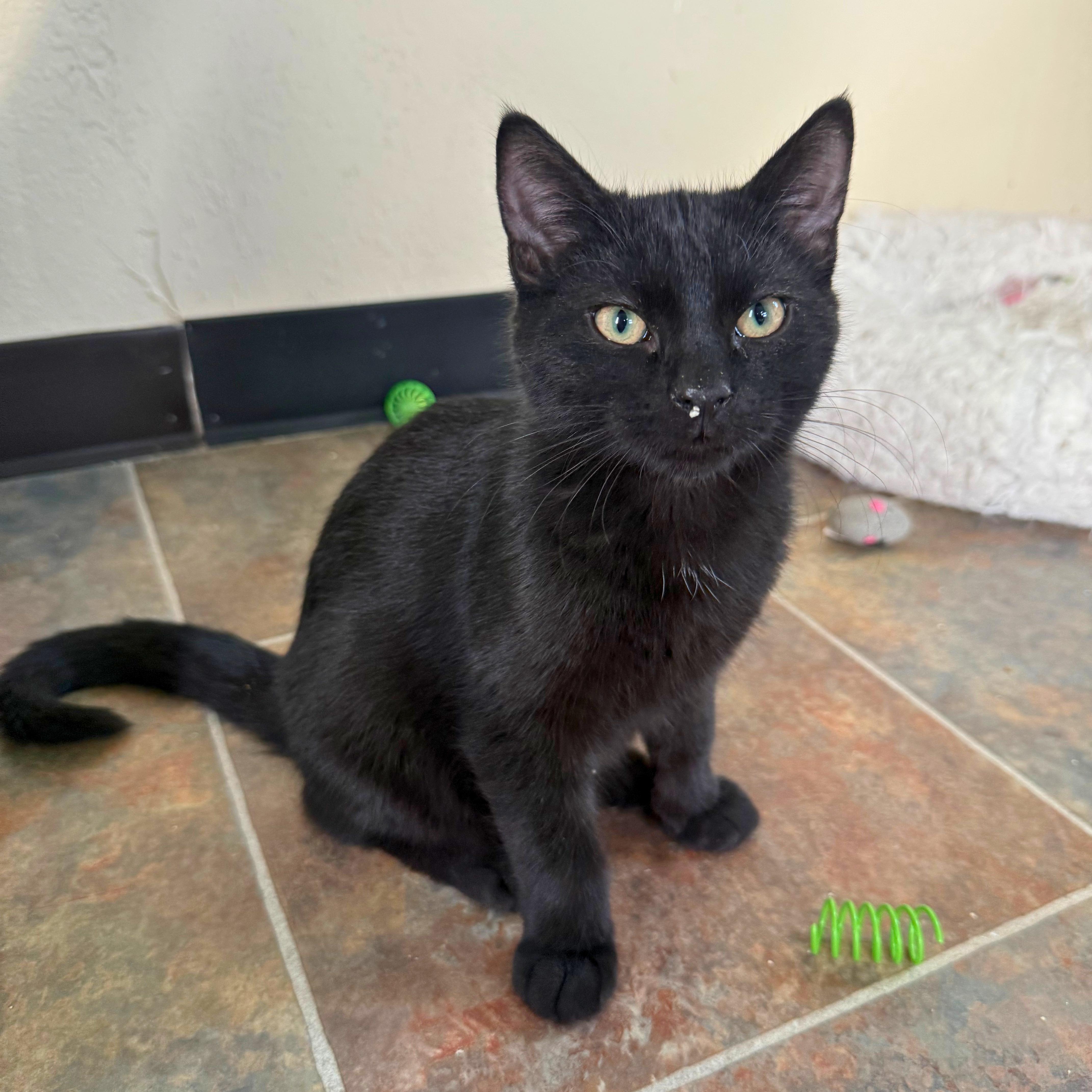 Eric, an adopted Domestic Short Hair in Ridgway, CO image 2/5