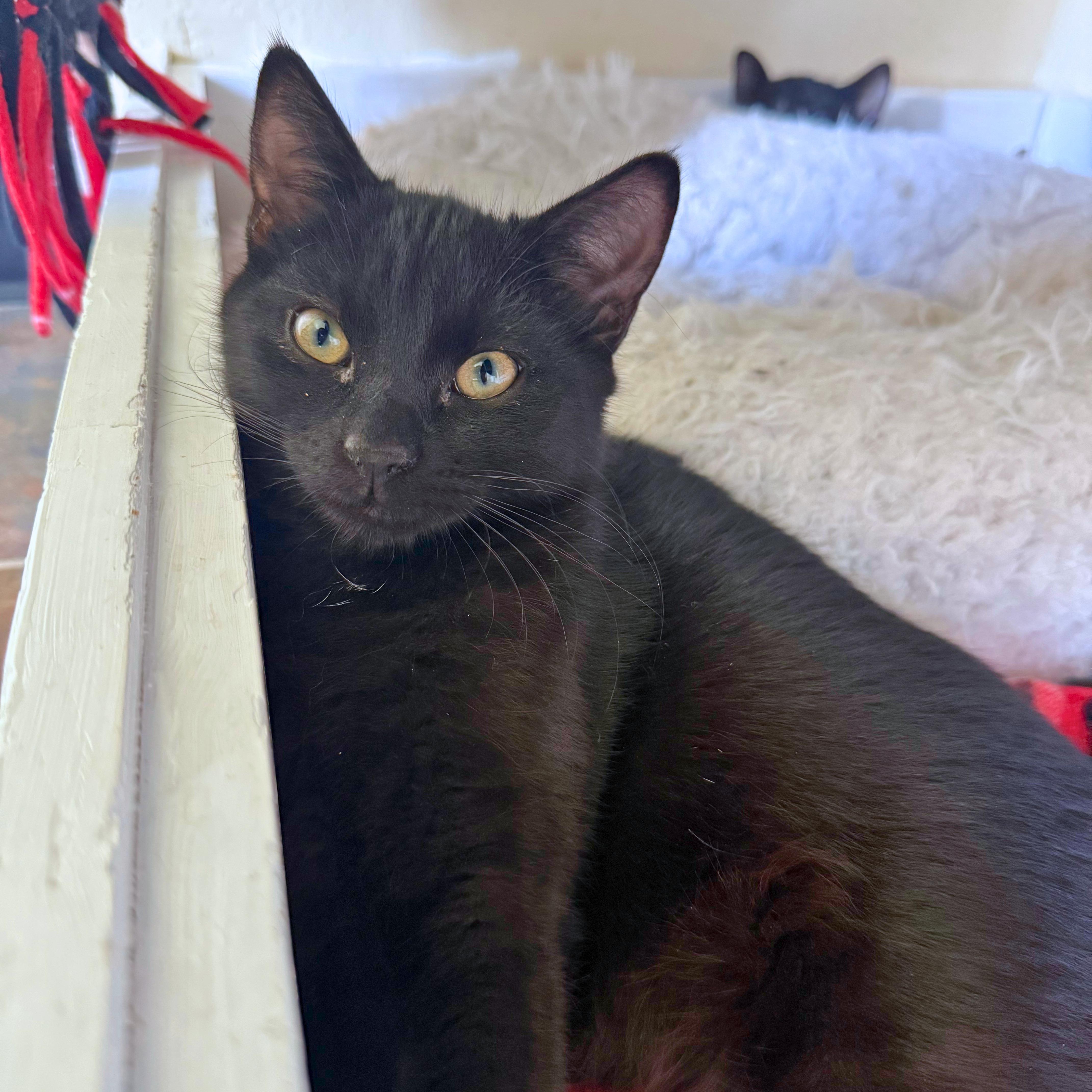 Eric, an adopted Domestic Short Hair in Ridgway, CO image 5/5