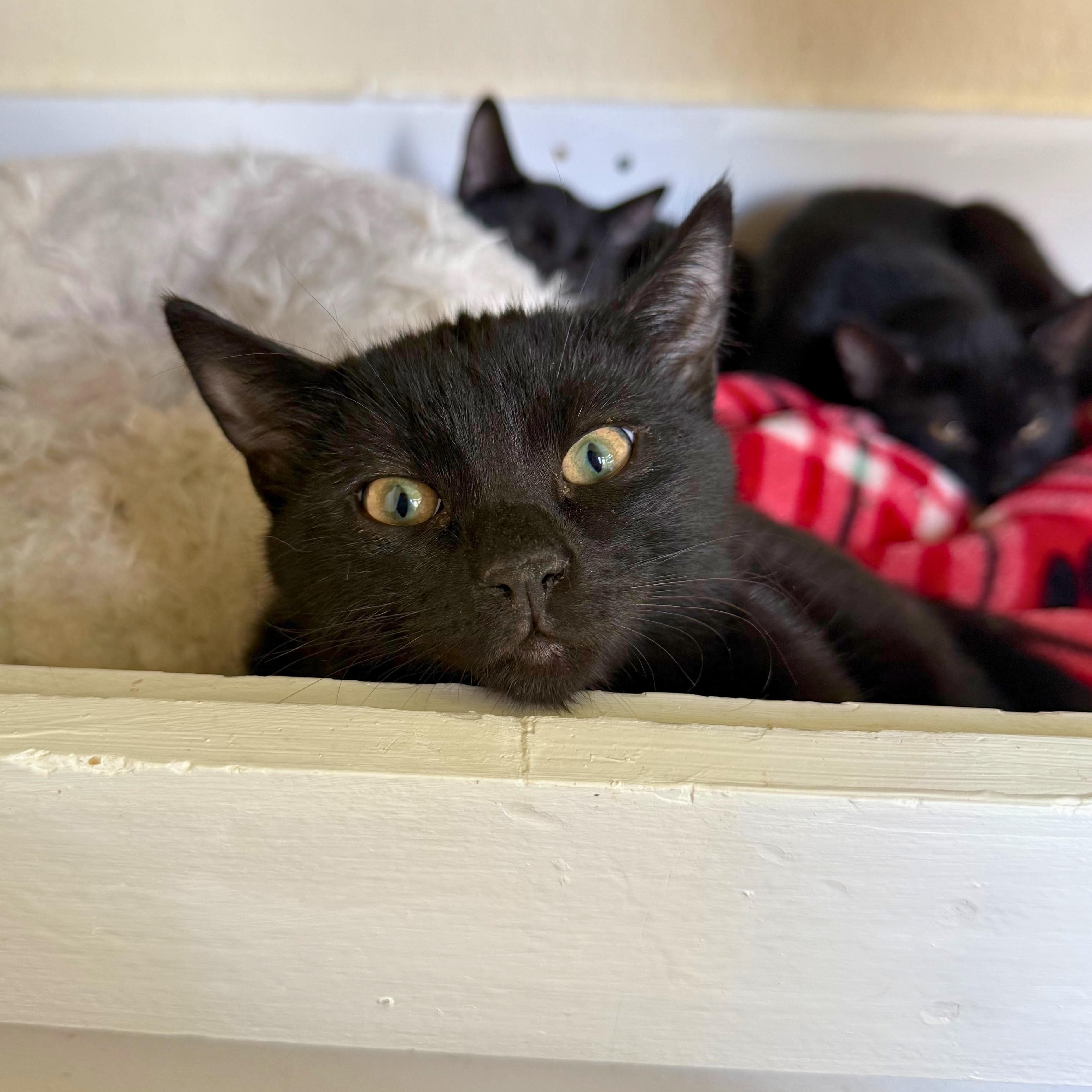 Eric, an adopted Domestic Short Hair in Ridgway, CO image 3/5