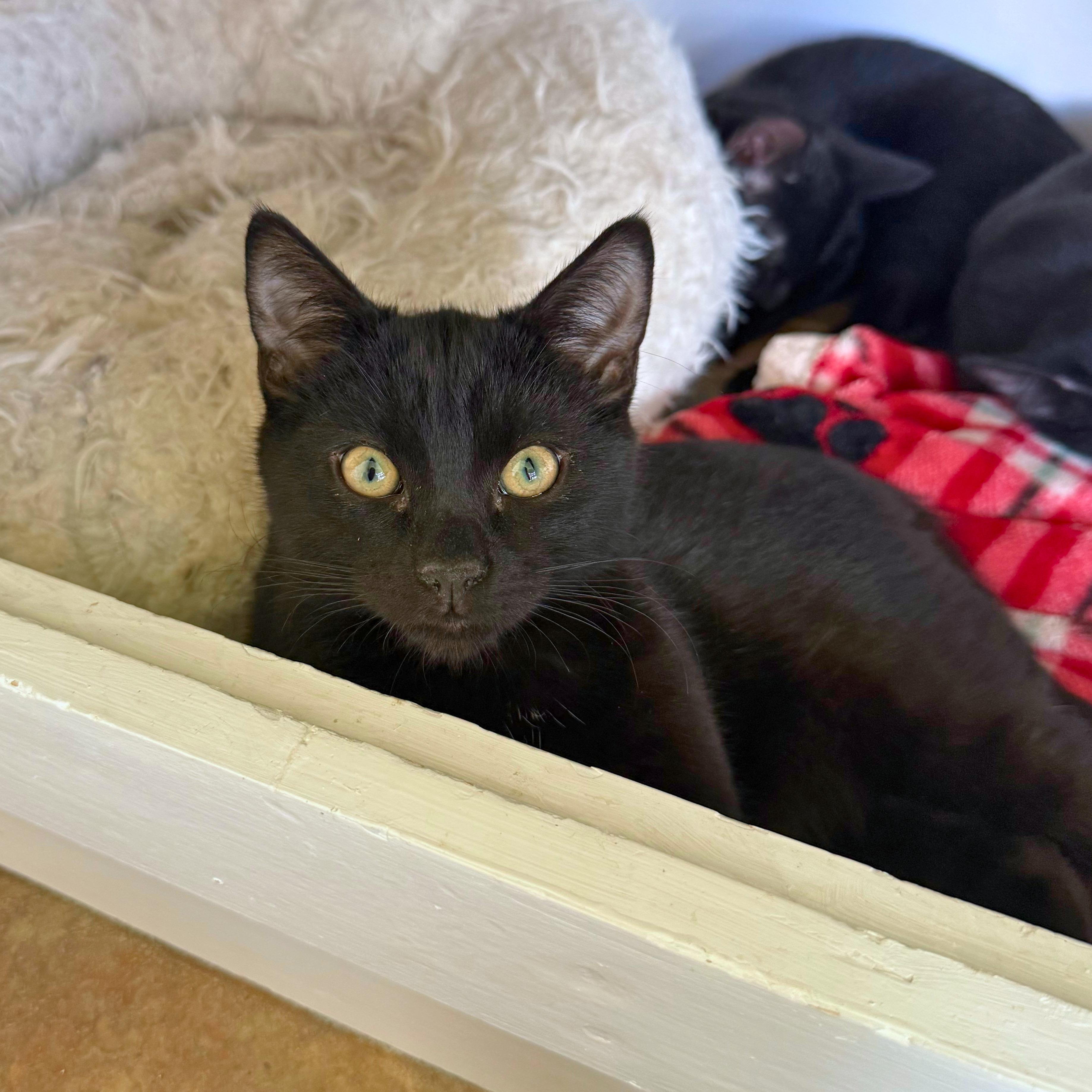 Eric, an adopted Domestic Short Hair in Ridgway, CO image 4/5
