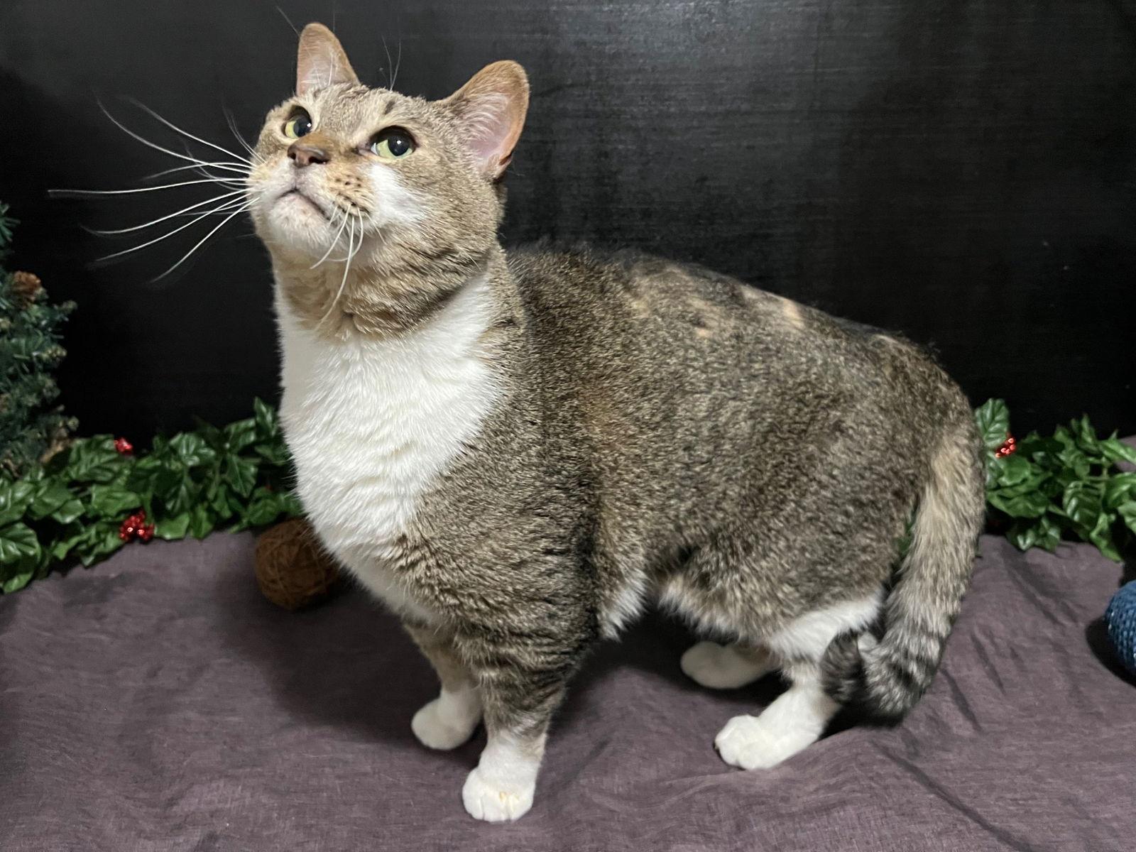 Tony, Adoptable, Adult Male Tabby & Domestic Short Hair.