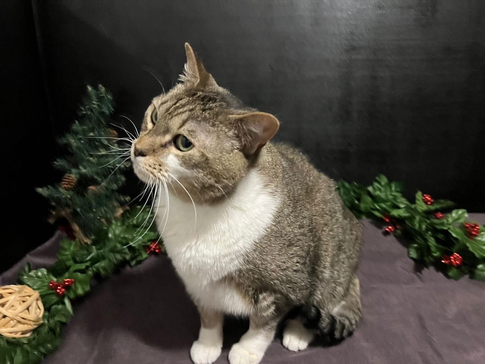 Tony, a Adoptable mixed breed in Fayetteville, GA image 3/3