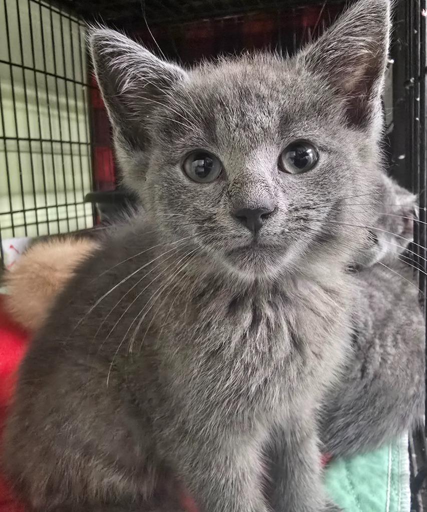 Enlarge Beans, a Adoptable mixed breed in Auburn, IN image 1/1