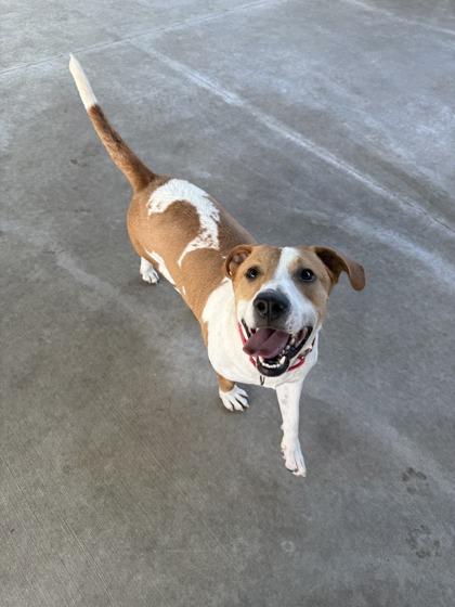 Blu, an adoptable mixed breed in Springfield, MO image 5/6