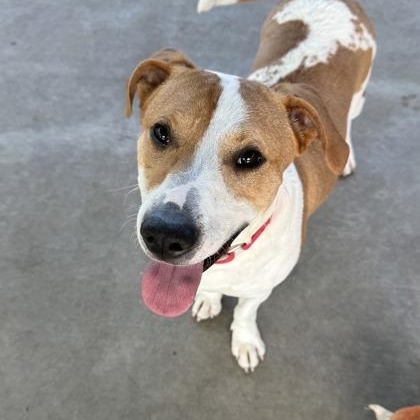 Blu, an adoptable mixed breed in Springfield, MO image 2/6