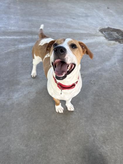Blu, an adoptable mixed breed in Springfield, MO image 6/6