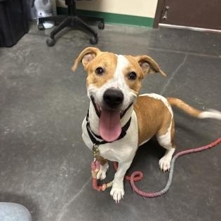 Hey, Adopted, Young Male Terrier.