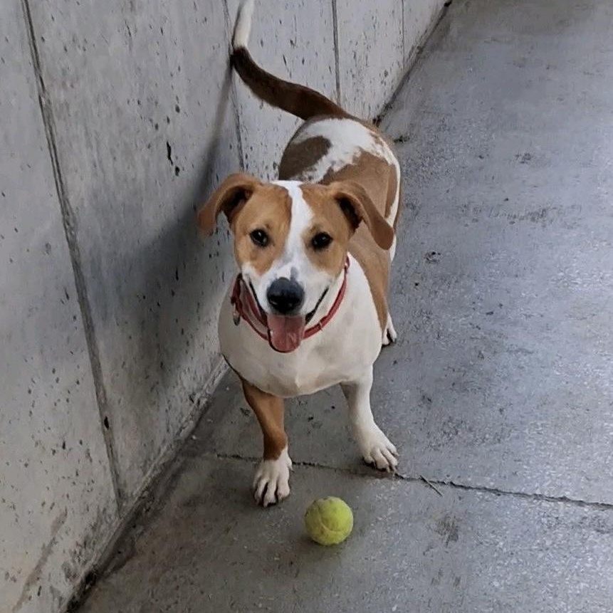 Enlarge Blu, an adoptable mixed breed in Springfield, MO image 1/6