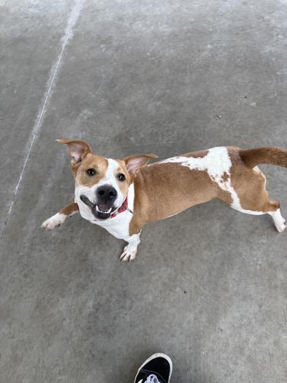 Blu, an adoptable mixed breed in Springfield, MO image 4/6