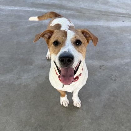 Blu, adoptable, Young Male Terrier.