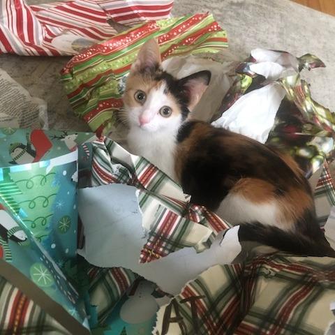 Midge, Adoptable, Kitten Female Domestic Short Hair.