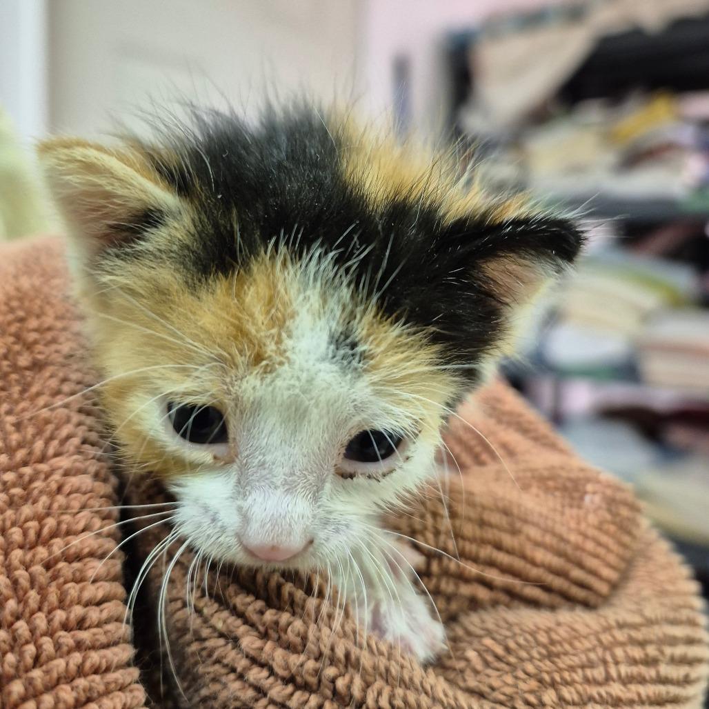 Enlarge Midge, a Adoptable Domestic Short Hair in Drumheller, AB image 2/5